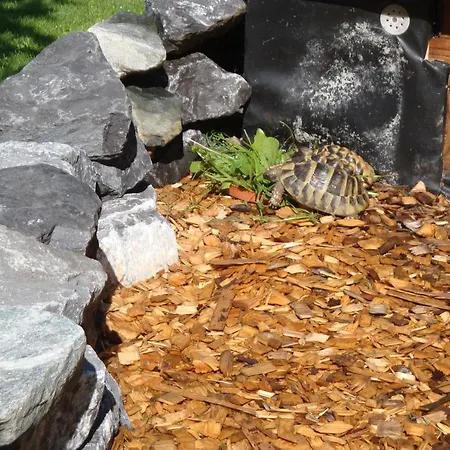 Haus Carmen, Familienfreundliche 4 Edelweiss Mit Einrichtung Apartamento *